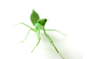 cute mantis