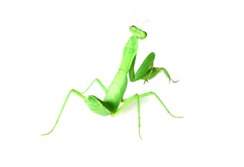 cute mantis
