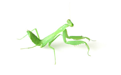 cute mantis