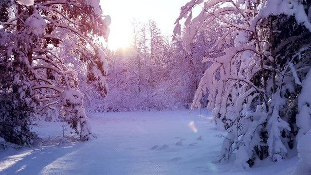 View of the snowy forest in wintertime. Tranquill scene.