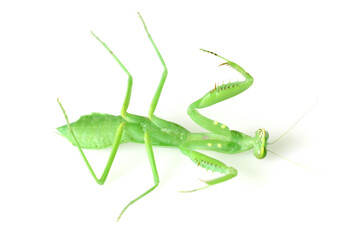 cute mantis