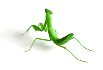 cute mantis