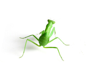 cute mantis
