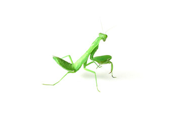 cute mantis