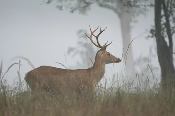 Crédence de cuisine en verre imprimé Antilope swamp deer in a forest