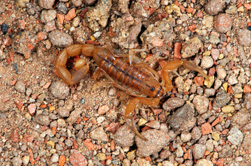 Obraz na płótnie Canvas Afrikanischer Dickschwanz-Skorpion // Common Lesser-Thicktail Scorpion (Uroplectes carinatus)
