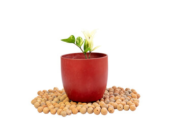 Exotic ZZ variegated plant on white background
