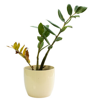 ZZ plant with yellowing leaves and wrinkled stem