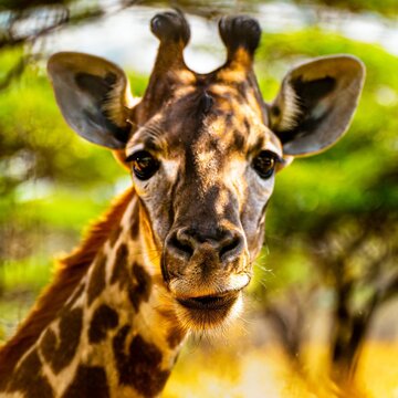 Giraffe portrait, wide aperture & blurred background.