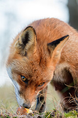 Eating red fox