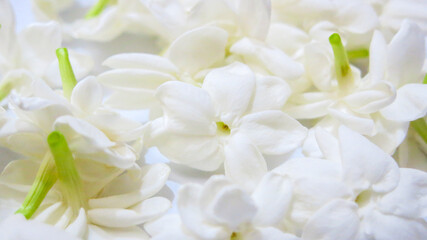 white jasmine flowers isolated in white background - obrazy, fototapety, plakaty