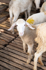 Flock of sheep in stable at livestock farm.