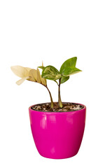 variegated zz plant in pink flowerpot