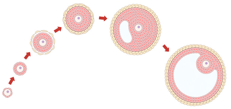 Ovarian follicle growth and development diagram PNG
