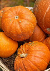 pumpkin on the ground