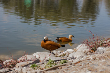 Ducks swimming in the lake