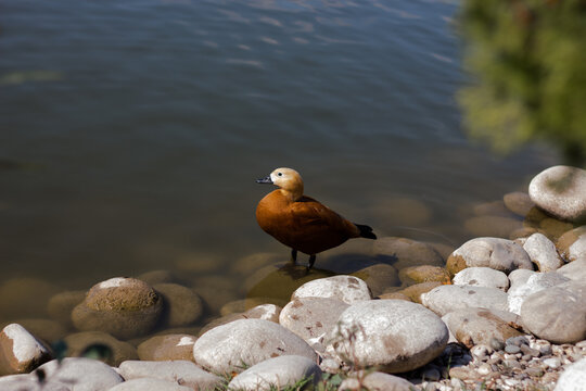 Ducks swimming in the lake