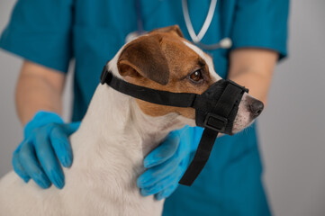 A veterinarian examines a Jack Russell Terrier dog wearing a cloth muzzle.