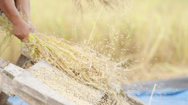 Spectacular slow motion shot of rice farmers removing seeds or grains using hands and simple wooden tool