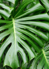 Obraz premium Monstera Leaf