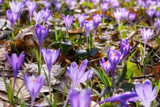 closeup of wild purple crocus among the grass. first flowers in spring