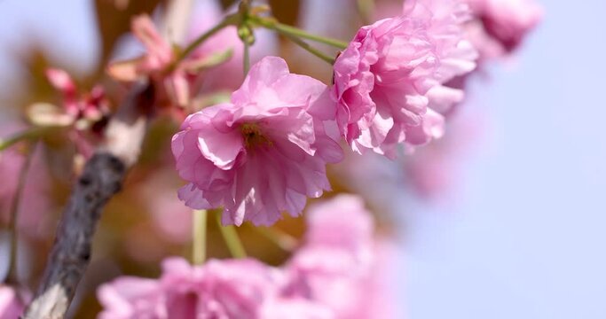 Slow motion video of sakura pink blossom spring In the park