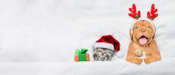 Obraz na płótnie Canvas Yawning mastiff puppy dressed like santa claus reindeer Rudolf sleeps with cozy kitten under white blanket at home. Top down view. Empty space for text
