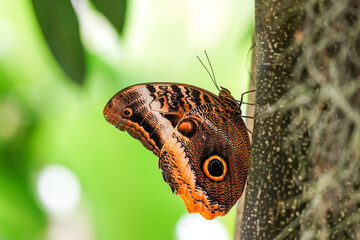 Banana butterfly, owl butterfly, Caligo eurilochus. Insect close-up.
