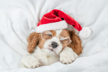 Cozy Cavalier King Charles Spaniel puppy wearing red santa hat sleeps under white blanket  on a bed...