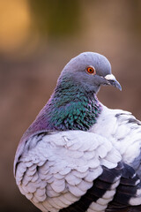 Pigeon portrait