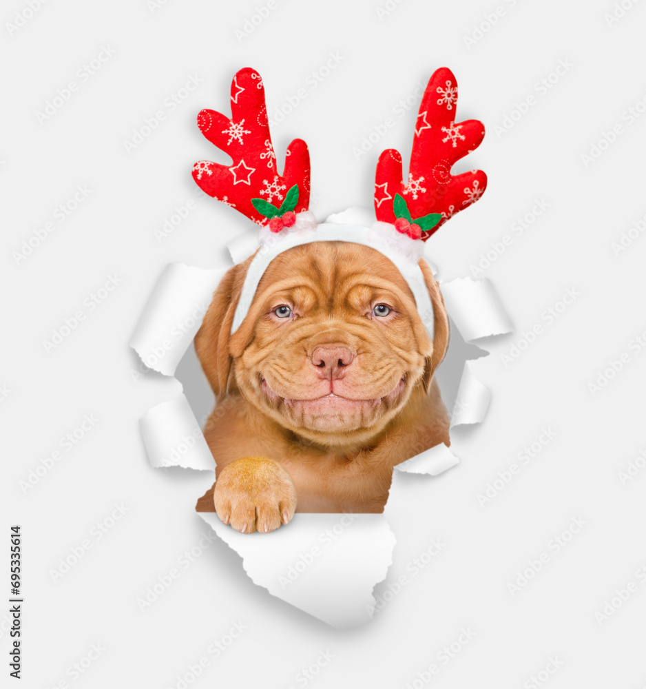 Aufkleber funny mastiff puppy dressed like santa claus reindeer rudolf looks through torn white paper hole. em