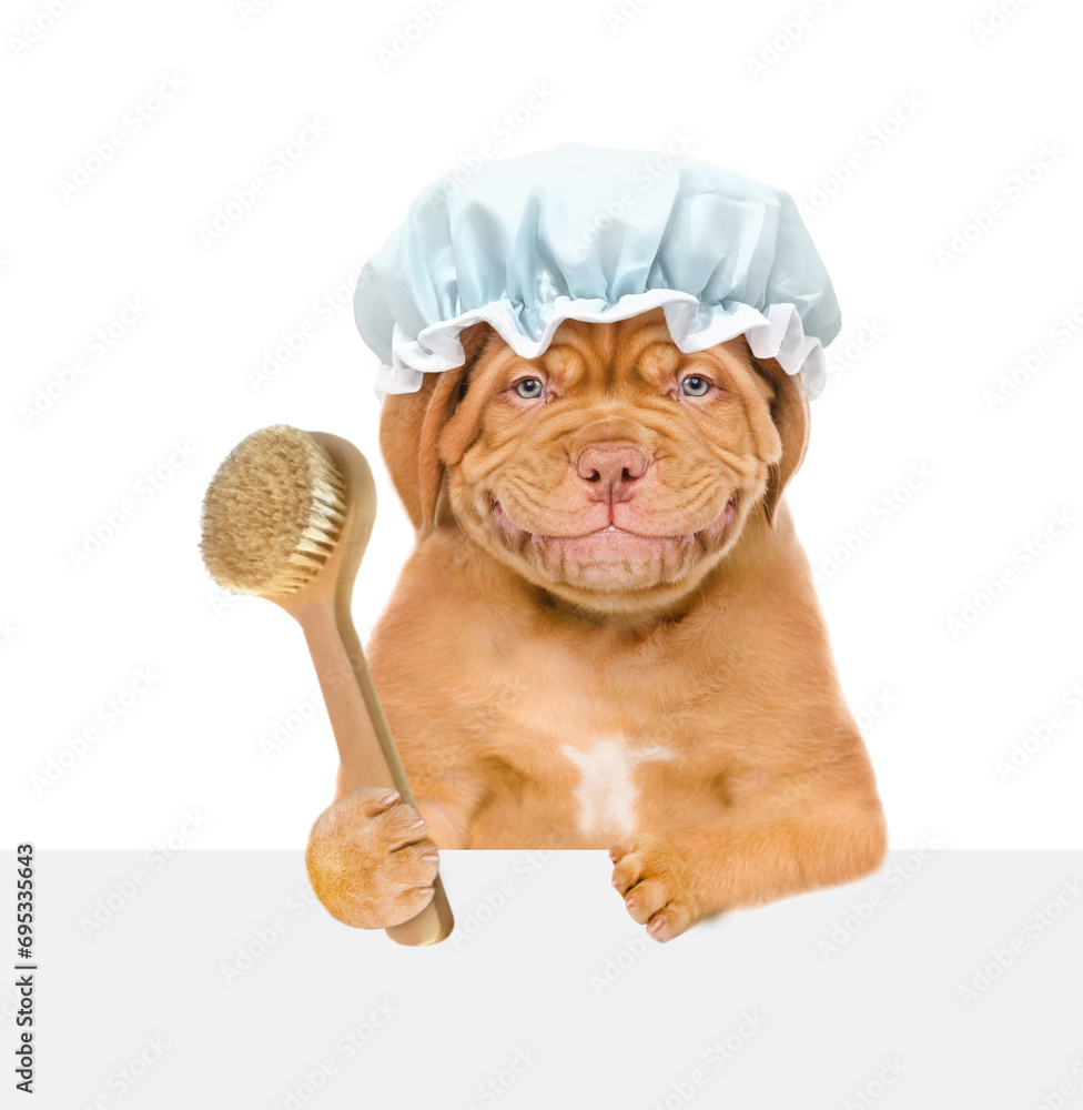 Poster smiling mastiff puppy wearing shower cap holds shower brush and looks above empty white banner. isol
