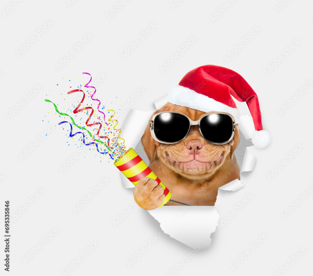 Poster funny mastiff puppy wearing sunglasses and red santa hat looks through the hole in white paper and h