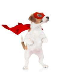 Funny jack russell terrier puppy wearing superhero costume looking awa on empty space. Isolated on white background - obrazy, fototapety, plakaty