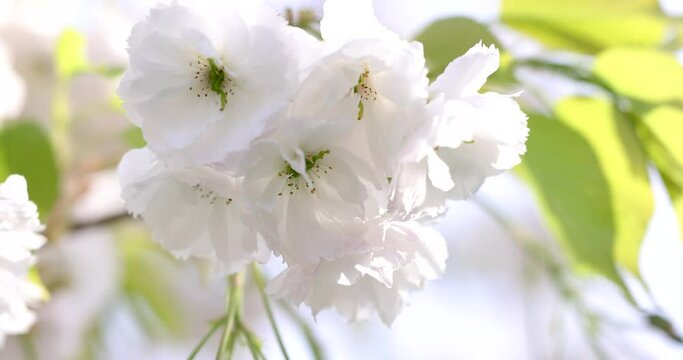 Slow motion video of sakura white blossom spring In the park