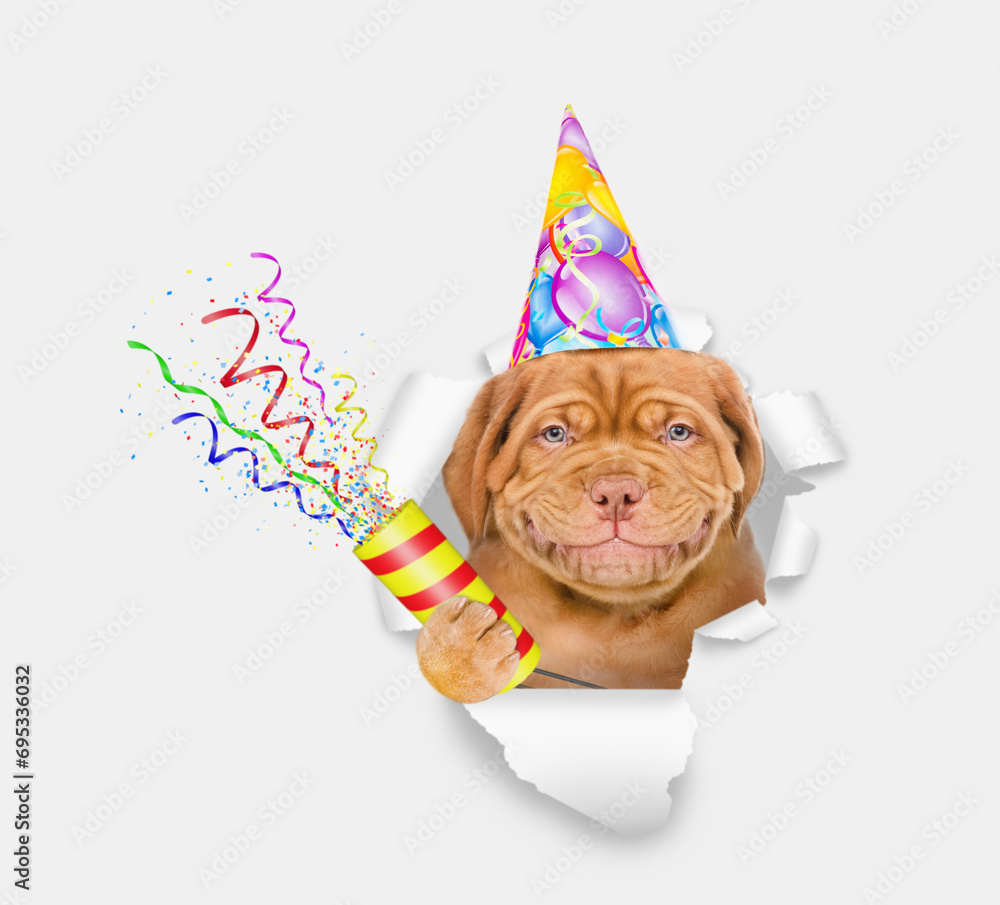 Aufkleber Smiling Mastiff puppy wearing party cap looks through a hole in white paper and holds exploding firecracker
