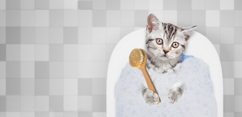 Cute kitten takes the bath with foam at home and holds shower brush. Top down view. Empty space for...