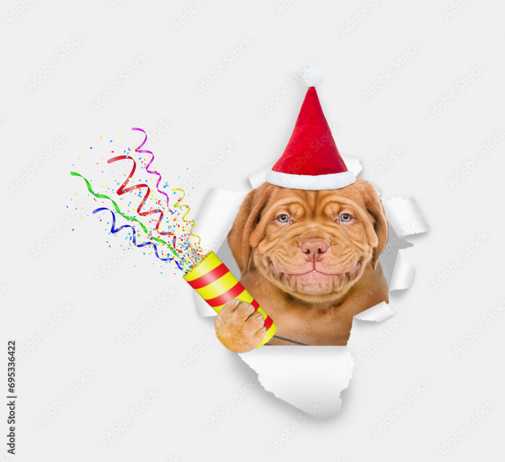 Poster funny mastiff puppy wearing santa hat looks through the hole in white paper and holds exploding fire