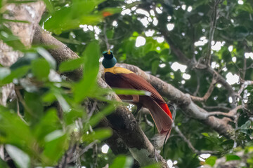 Red bird-of-paradise (Paradisaea rubra), also called the cendrawasih merah observed in West Papua, Indonesia