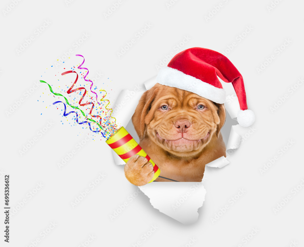Poster smiling mastiff puppy wearing santa hat looks through the hole in white paper and holds exploding fi