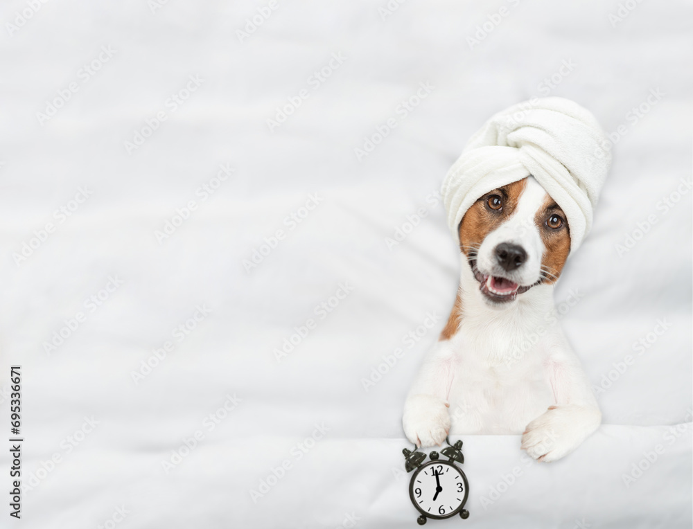 Poster Jack russell terrier puppy with towel on it head lying on a bed at home and shows alarm clock. Top down view. Empty space for text