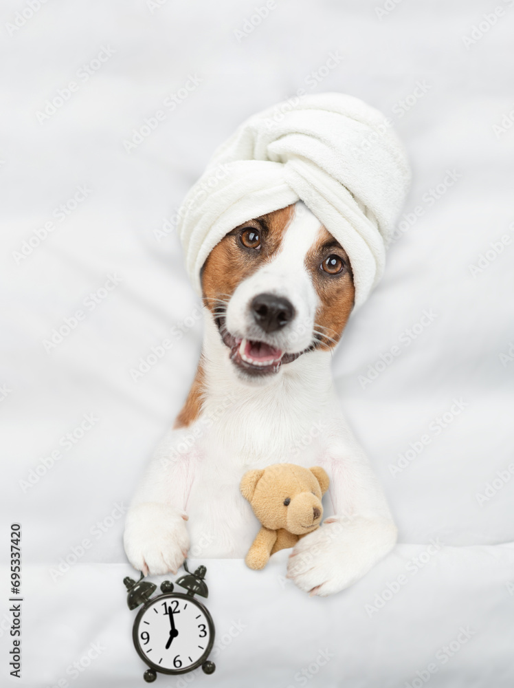 Aufkleber jack russell terrier puppy with towel on it head lying on a bed at home and holds alarm clock and hu