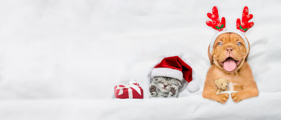 Happy mastiff puppy dressed like santa claus reindeer  Rudolf sleeps with cozy kitten under white...