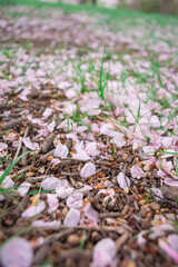 地面に散ったソメイヨシノの花びら