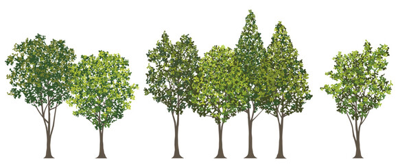 Roadside Trees Vector Illustration Isolated On A White Background. 