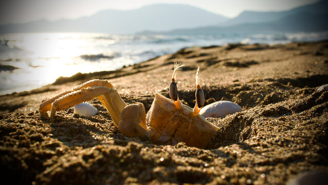 A ghost crab that controls the environment from its nest in the sand. Ocypode quadrata (Yellow Ghost Crab). Crab living on the Mediterranean and Aegean coasts.