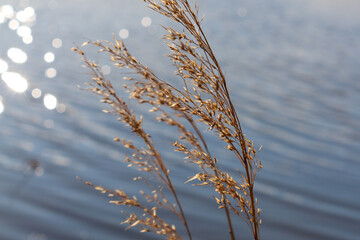 Bright reeds close-up with a Wonderful luminous bokeh in the Camargue National Preserve, the Vaccarès Pond. Arles, Provence, Provence-Alpes-Côte d'Azur, France. Water in the background.