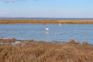 Landscape in the Camargue National Preserve, the Vaccarès Pond. Arles, Provence, Provence-Alpes-Côte d'Azur, France. Water, flamingoes, blue sky.