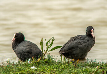 Couple de foulques macroules dans les marais de Marquenterre au Crotoy, Somme, France