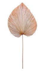 Dried palm leaf decoration white background
